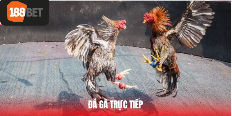đá gà trực tiếp