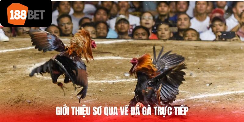 Giới thiệu sơ qua về đá gà trực tiếp